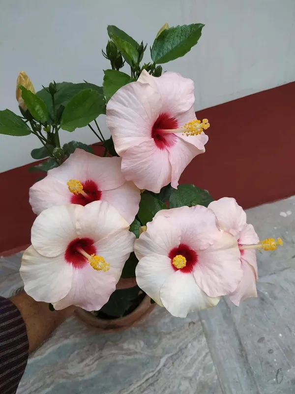 Greenery_Nursery®_Hibiscus_Flowering_Plant_For_Home_Gardening_(1.5-3.5_Ft_Hight)_Hybrid_Hibiscus_Flower_Plant_Age_1.5_Years_Suitable_For_Outdoor_(Pack_Of_1)