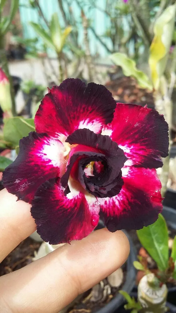 Adenium_(Desert_Rose)_Flower_Plant_For_Home_Gardening_(Hybrid,_Pack_Of_1)