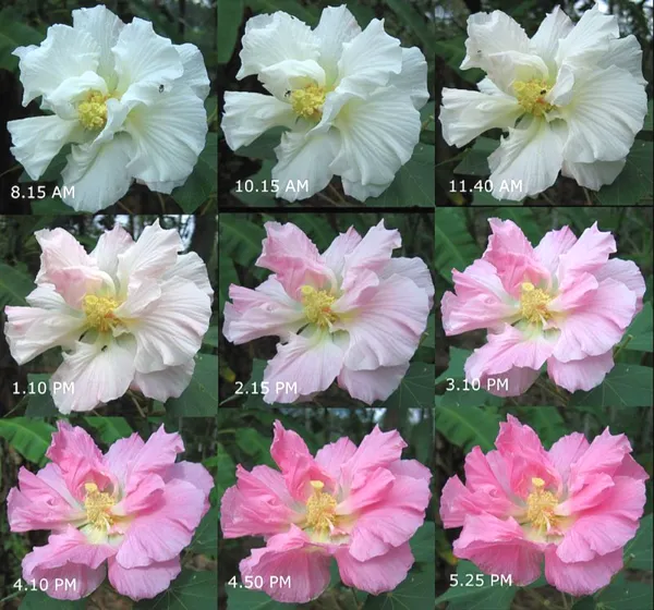 Greenery_Nursery®_Hidden_Ginger/Queen_Lily_Ginger/Land_Lotus_Flower_Plant_For_Home_Garden_(Pack_Of_1)