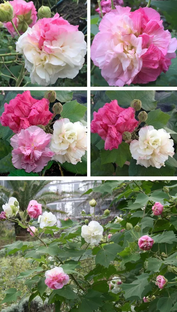 Greenery_Nursery®_Hidden_Ginger/Queen_Lily_Ginger/Land_Lotus_Flower_Plant_For_Home_Garden_(Pack_Of_1)