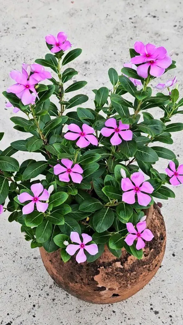 Attractive_Pink_Vinca_(Madagascar_Periwinkle)__Flower_Plant_For_Shrub/Home_Garden_(1.5-2.5_Ft_Height)_Pack_Of_1