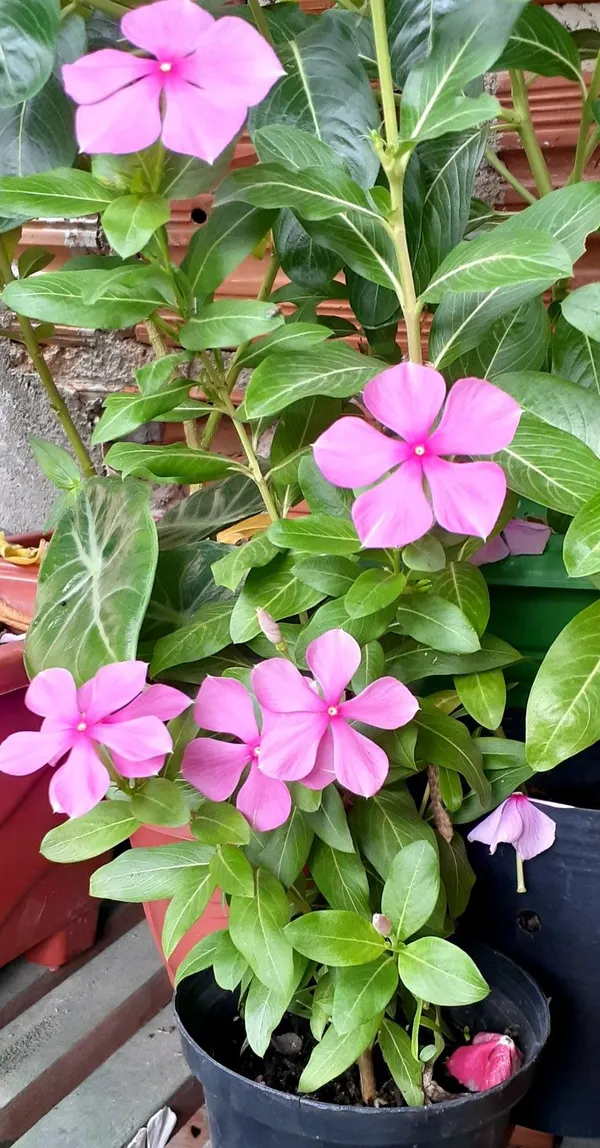 Attractive_Pink_Vinca_(Madagascar_Periwinkle)__Flower_Plant_For_Shrub/Home_Garden_(1.5-2.5_Ft_Height)_Pack_Of_1