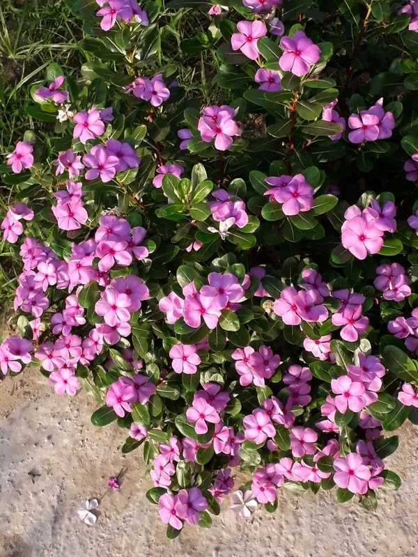 Attractive_Pink_Vinca_(Madagascar_Periwinkle)__Flower_Plant_For_Shrub/Home_Garden_(1.5-2.5_Ft_Height)_Pack_Of_1