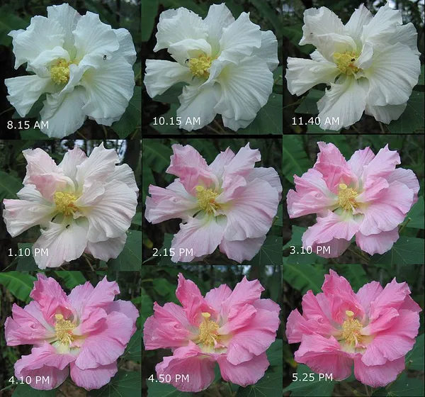 Beautiful_Queen_Lily_Ginge/Land_Lotus__Flower_Plant_For_Home_Garden,_Pack_Of_1