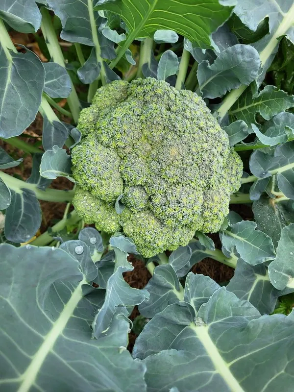 Greenery_Nursery®_Broccoli_Healthy_Vegetable_Seeds_(20-40_Pieces)_For_Home_Garden,_Pack_Of_1