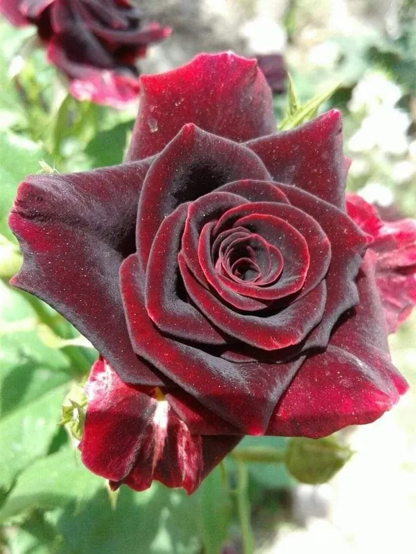 Iconic_Black_Rose_Flower_Plant_For_Enhance_Your_Home_Garden,_Pack_Of_1