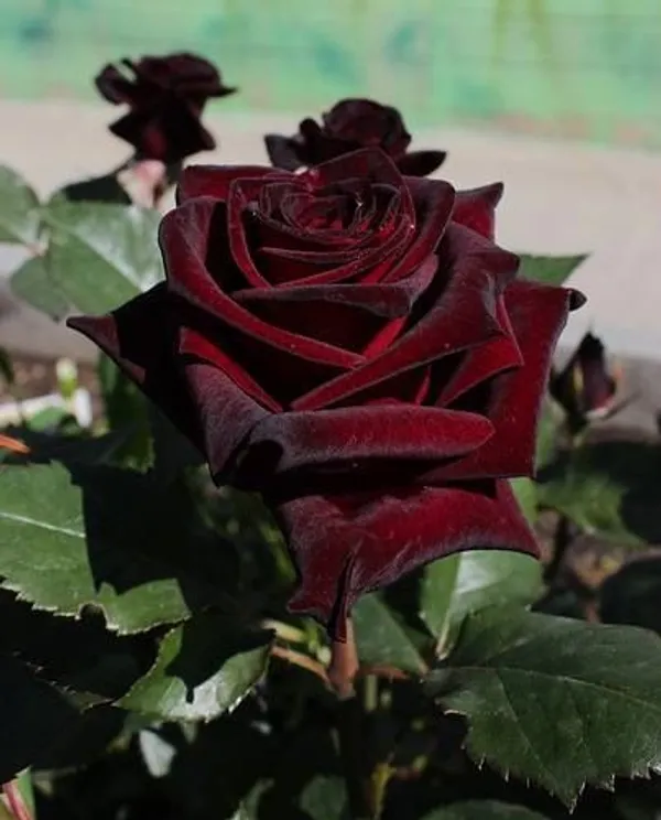 Iconic_Black_Rose_Flower_Plant_For_Enhance_Your_Home_Garden,_Pack_Of_1