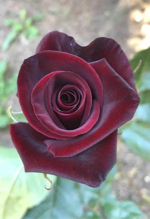 Iconic_Black_Rose_Flower_Plant_For_Enhance_Your_Home_Garden,_Pack_Of_1