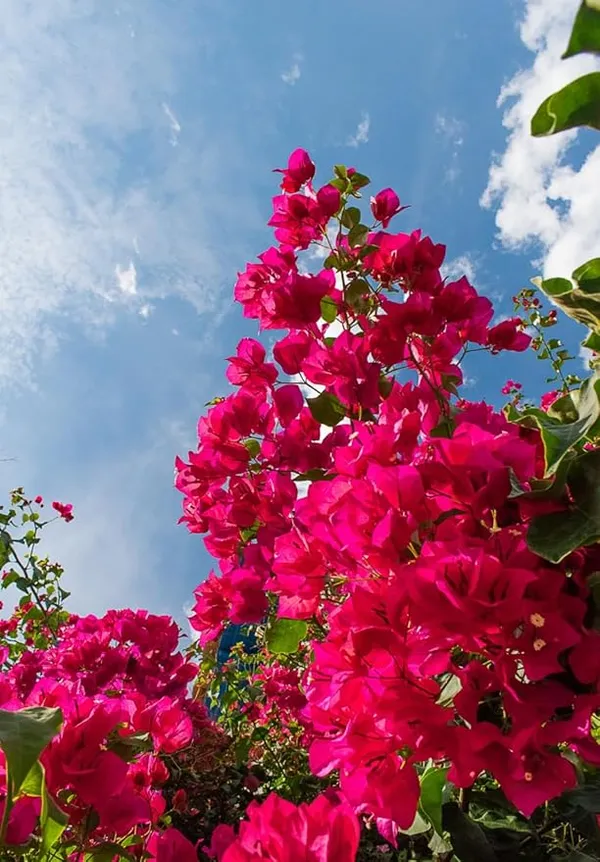 Original_Bougainvillea_(Pink)_Flowering_Plant_&_Tree_(1.5-3.5_Ft_Hight)_For_Shrub/Bush/Sweet_Home_Decoration_&_Gardening_(Hybrid,_Pack_Of_1)