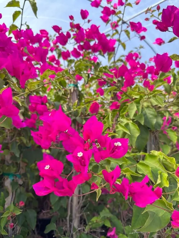 Original_Bougainvillea_(Pink)_Flowering_Plant_&_Tree_(1.5-3.5_Ft_Hight)_For_Shrub/Bush/Sweet_Home_Decoration_&_Gardening_(Hybrid,_Pack_Of_1)