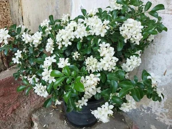 Madhukamini_Flowering_Plant_&_Tree_For_Home_Gardening_(Hybrid,_Pack_Of_1)