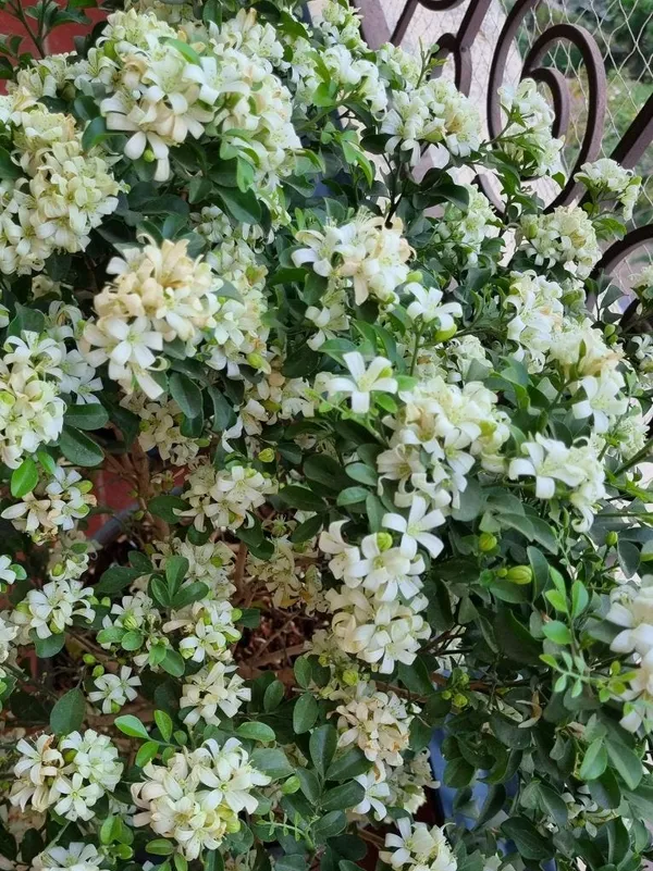 Madhukamini_Flowering_Plant_&_Tree_For_Home_Gardening_(Hybrid,_Pack_Of_1)