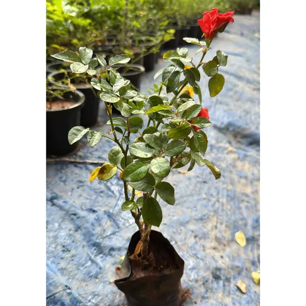 Orange_Rose_Flower_Plant_(Pack_Of_1)