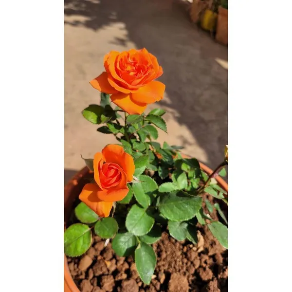 Orange_Rose_Flower_Plant_(Pack_Of_1)