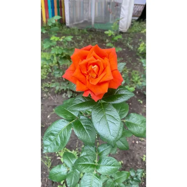 Orange_Rose_Flower_Plant_(Pack_Of_1)
