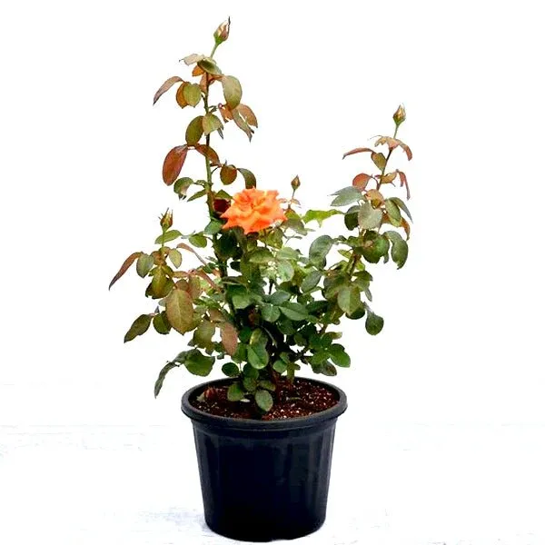 Orange_Rose_Flower_Plant_(Pack_Of_1)
