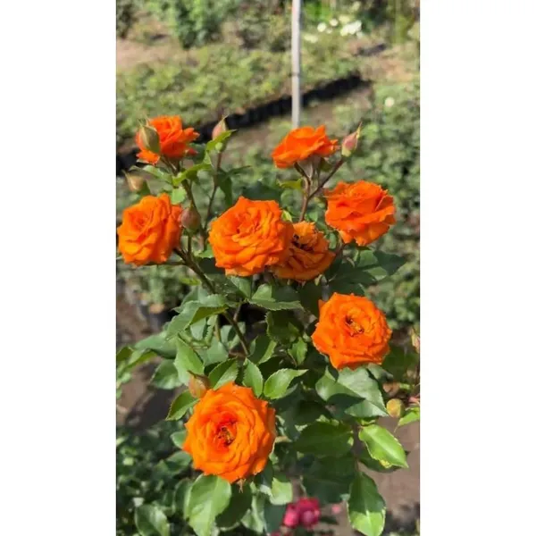 Orange_Rose_Flower_Plant_(Pack_Of_1)