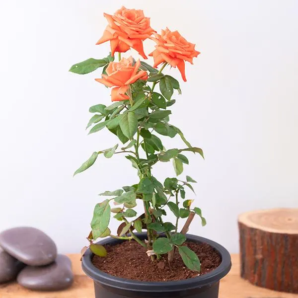 Orange_Rose_Flower_Plant_(Pack_Of_1)