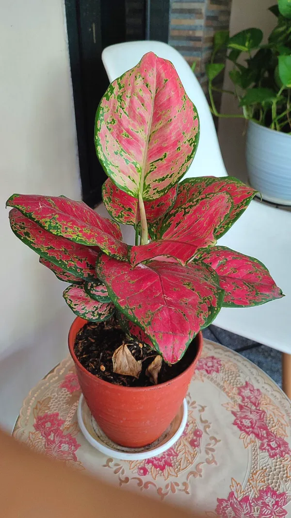 Aglaonema_(Red)_Air_Purifying_Indoor_Plant_For_Home_Decoration_&_Gardening_(Pack_Of_1)