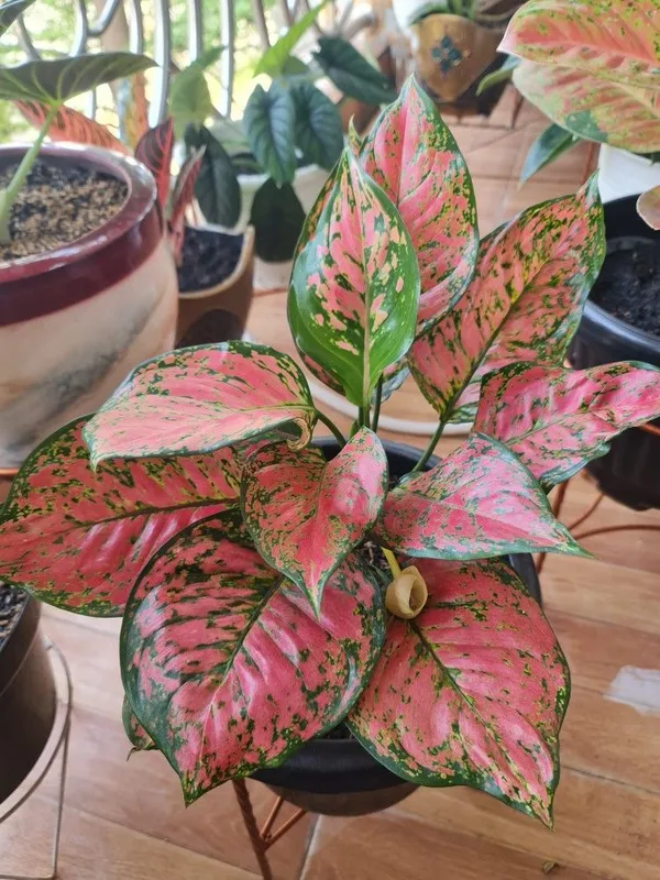 Aglaonema_(Red)_Air_Purifying_Indoor_Plant_For_Home_Decoration_&_Gardening_(Pack_Of_1)