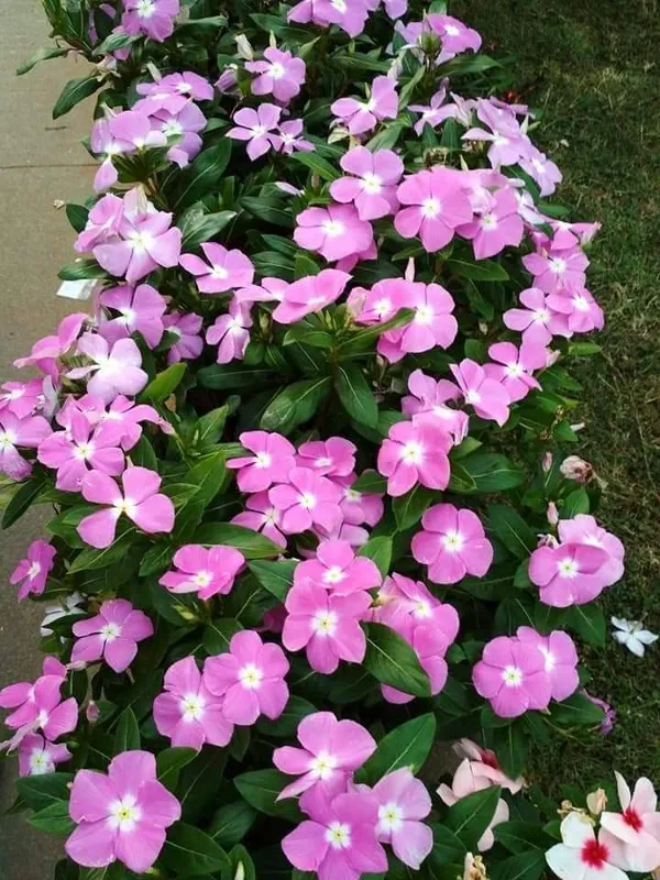 Madagascar_Periwinkle_Purple_Flowering_Plant_For_Shrub/Bush/Home_Garden,_Pack_Of_1