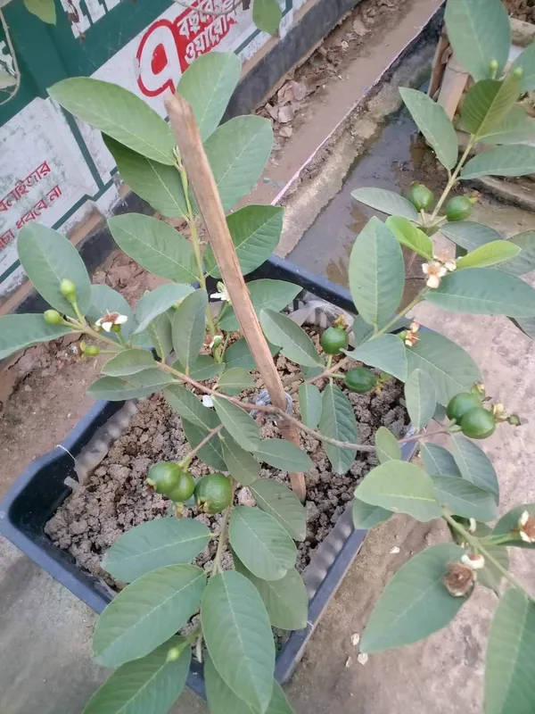 Greenery_Nursery®_Punjab_Guava_Hybrid_Fruit_Plant_(1.5-3.5_Ft_Height)_For_Home_Garden,_Pack_of_1