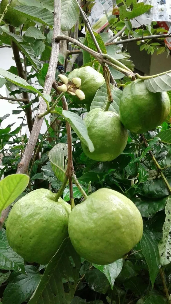 Greenery_Nursery®_Punjab_Guava_Hybrid_Fruit_Plant_(1.5-3.5_Ft_Height)_For_Home_Garden,_Pack_of_1