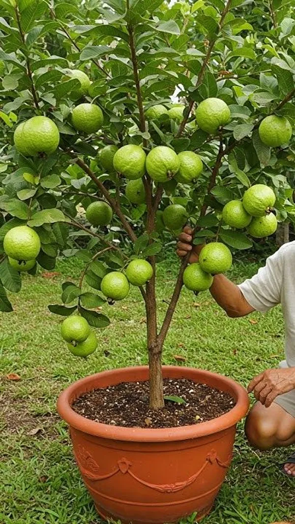 Greenery_Nursery®_Punjab_Guava_Hybrid_Fruit_Plant_(1.5-3.5_Ft_Height)_For_Home_Garden,_Pack_of_1