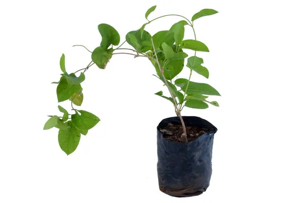 Healthy_Gurmar/_Madhunashini_Plant_–_Ayurvedic_"Sugar_Destroyer"_Herbal_Plant_For_Home_Garden_(Pack_Of_1)