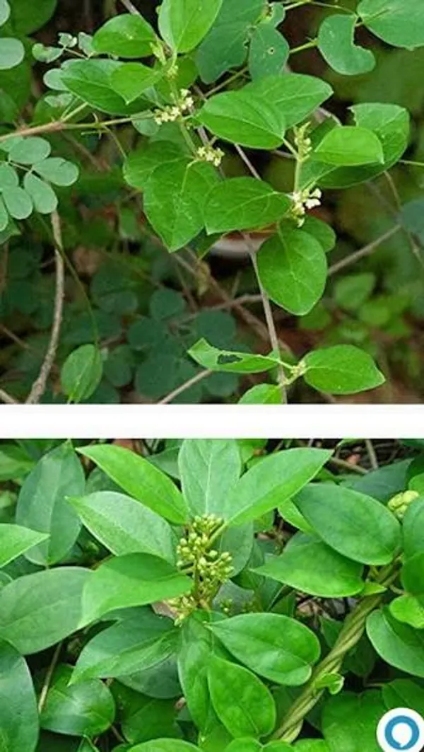 Healthy_Gurmar/_Madhunashini_Plant_–_Ayurvedic_"Sugar_Destroyer"_Herbal_Plant_For_Home_Garden_(Pack_Of_1)
