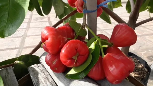 Delicious_Red_Java_Apple/Jambul_Ready_To_Fruit_Plant_&_Tree_For_Garden,_Pack_Of_1
