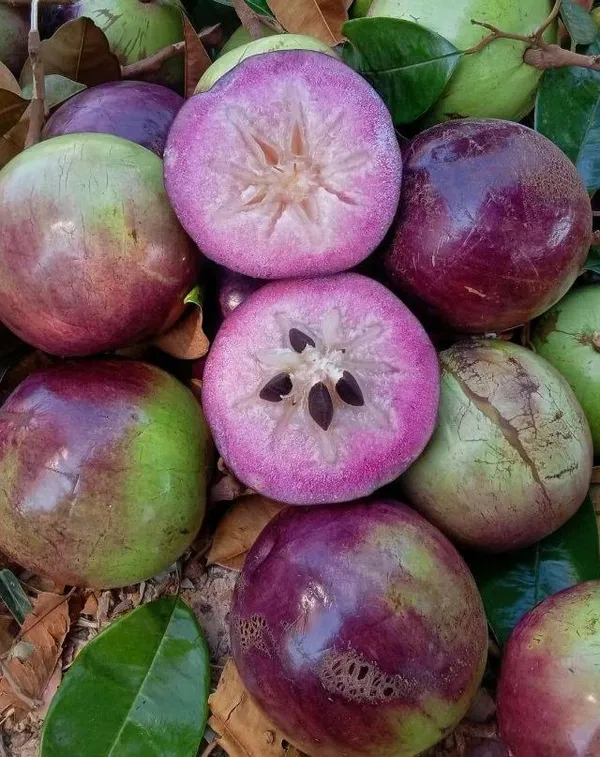 Purple_Milk_Fruit_Plant_–Sweet_&_Juicy_Variety,_Ideal_for_Home_Garden_or_Pots