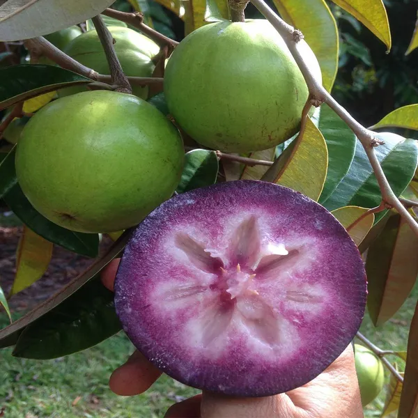 Purple_Milk_Fruit_Plant_–Sweet_&_Juicy_Variety,_Ideal_for_Home_Garden_or_Pots