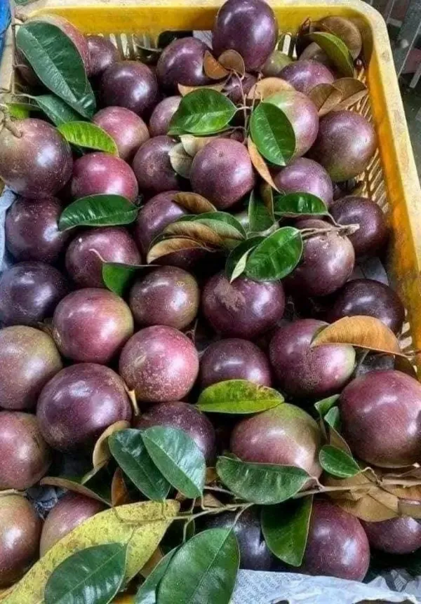 Purple_Milk_Fruit_Plant_–Sweet_&_Juicy_Variety,_Ideal_for_Home_Garden_or_Pots