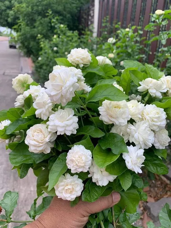Easy_To_Care_Beli_Ful/Jasmine_Flowering_Plant_&_Tree_(1.5-3.5_Ft_Height)_For_Garden,_Pack_Of_1
