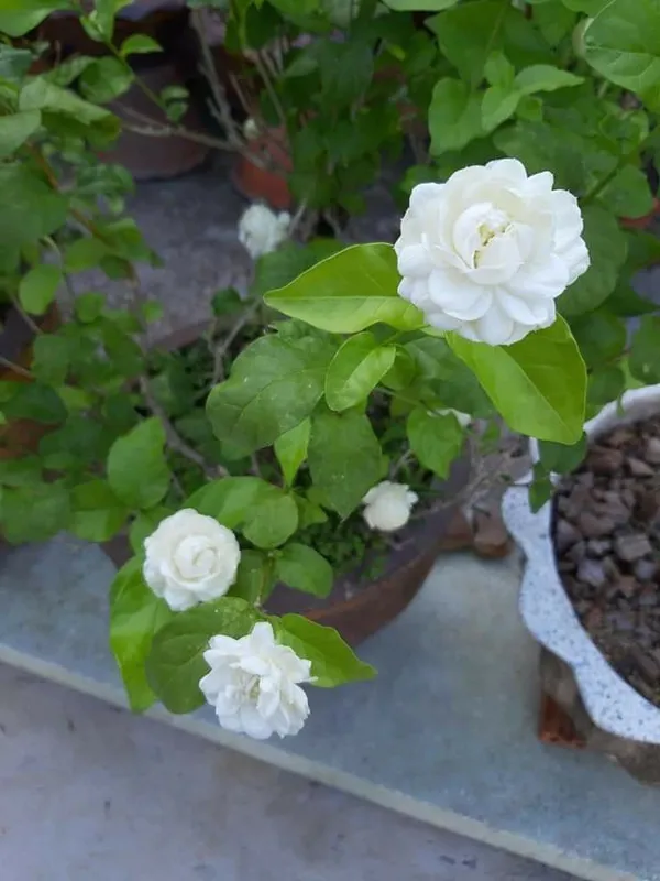 Easy_To_Care_Beli_Ful/Jasmine_Flowering_Plant_&_Tree_(1.5-3.5_Ft_Height)_For_Garden,_Pack_Of_1