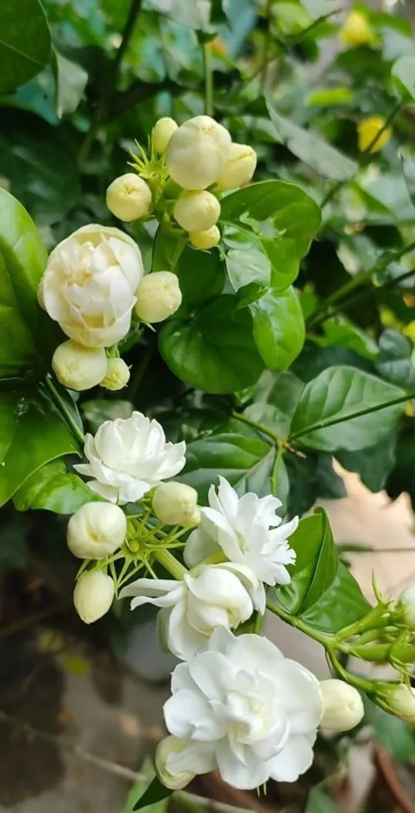 Easy_To_Care_Beli_Ful/Jasmine_Flowering_Plant_&_Tree_(1.5-3.5_Ft_Height)_For_Garden,_Pack_Of_1