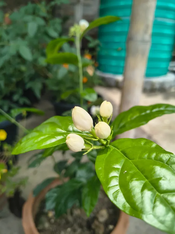 Easy_To_Care_Beli_Ful/Jasmine_Flowering_Plant_&_Tree_(1.5-3.5_Ft_Height)_For_Garden,_Pack_Of_1