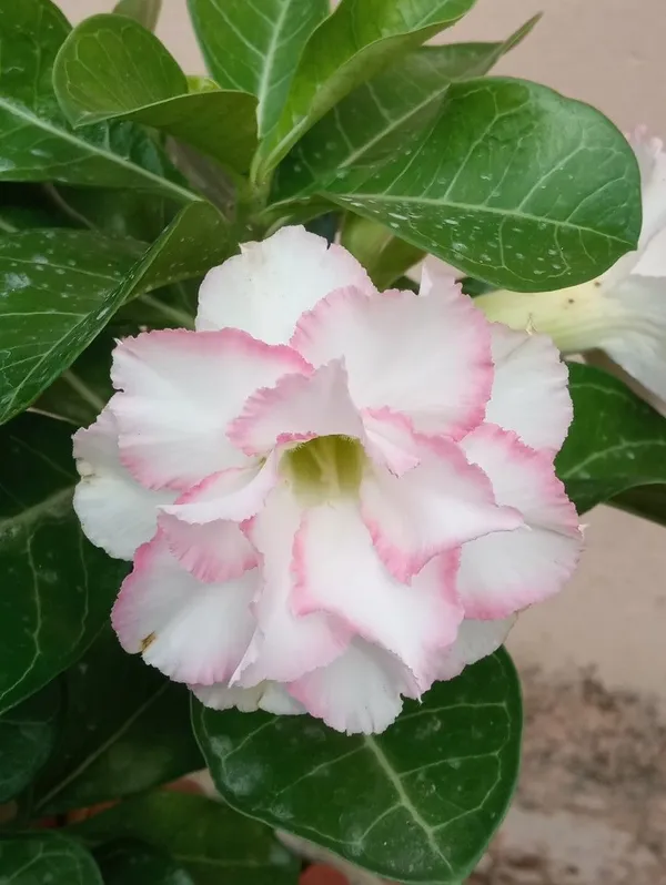 Adenium_(Pink)_Flowering__Plant_For_Garden/Home_Decoration_Adenium_Grafted_Flower_Plant_(Hybrid,_Pack_Of_1)