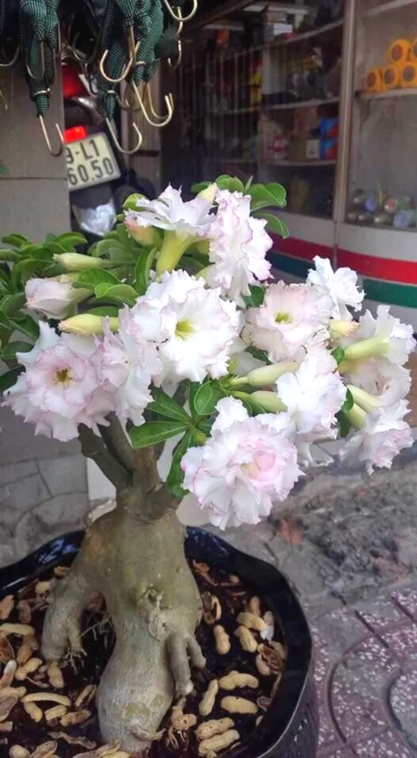 Adenium_(Pink)_Flowering__Plant_For_Garden/Home_Decoration_Adenium_Grafted_Flower_Plant_(Hybrid,_Pack_Of_1)