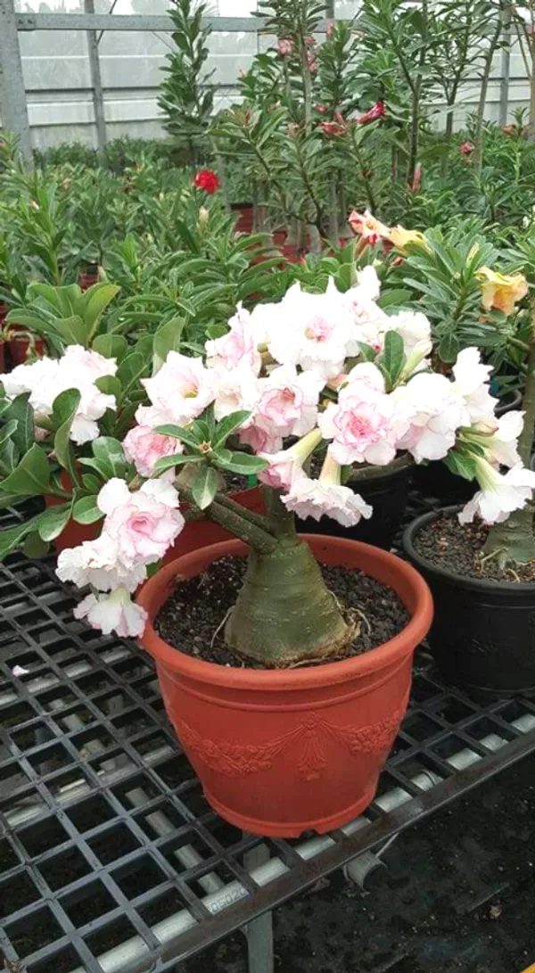 Adenium_(Pink)_Flowering__Plant_For_Garden/Home_Decoration_Adenium_Grafted_Flower_Plant_(Hybrid,_Pack_Of_1)