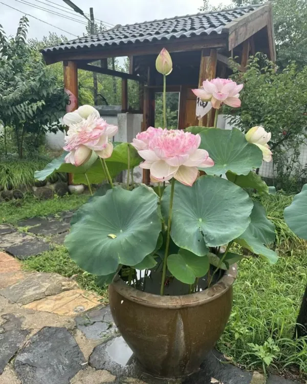 Greenery_Nursery®_Well_Condition_Lotus_Tubers_(Pack_Of_1)_For_Home_Gardening
