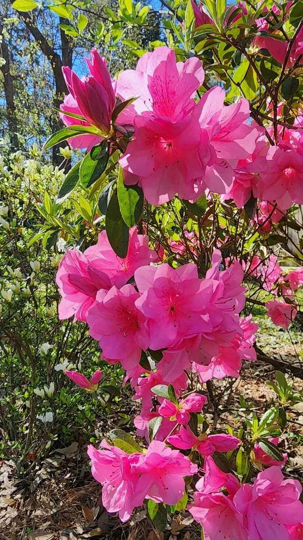 Greenery_Nursery®_Azalea_Flower_Plant_–_Beautiful_Blooming_Shrub_for_Outdoor_&_Indoor_Decor,_Pack_Of_1