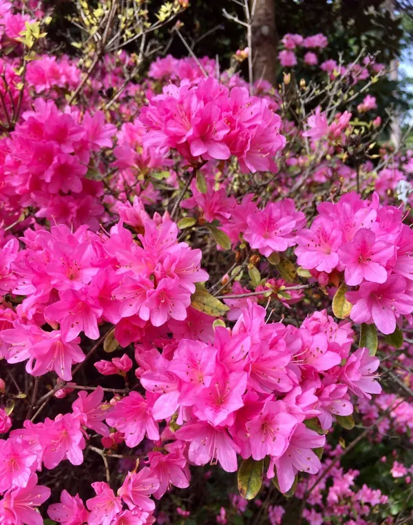 Greenery_Nursery®_Azalea_Flower_Plant_–_Beautiful_Blooming_Shrub_for_Outdoor_&_Indoor_Decor,_Pack_Of_1