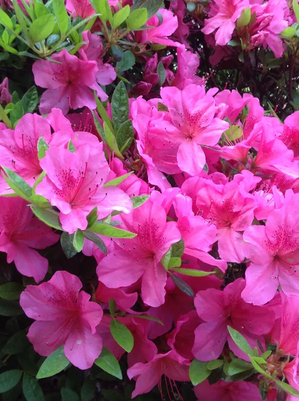 Greenery_Nursery®_Azalea_Flower_Plant_–_Beautiful_Blooming_Shrub_for_Outdoor_&_Indoor_Decor,_Pack_Of_1