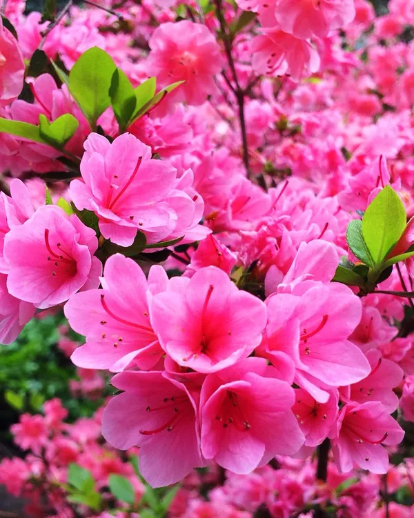 Greenery_Nursery®_Azalea_Flower_Plant_–_Beautiful_Blooming_Shrub_for_Outdoor_&_Indoor_Decor,_Pack_Of_1