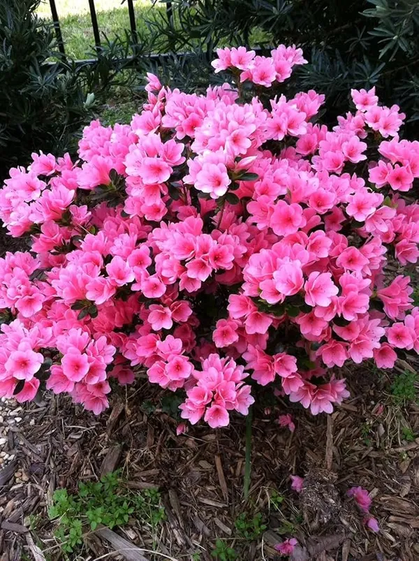 Greenery_Nursery®_Azalea_Flower_Plant_–_Beautiful_Blooming_Shrub_for_Outdoor_&_Indoor_Decor,_Pack_Of_1