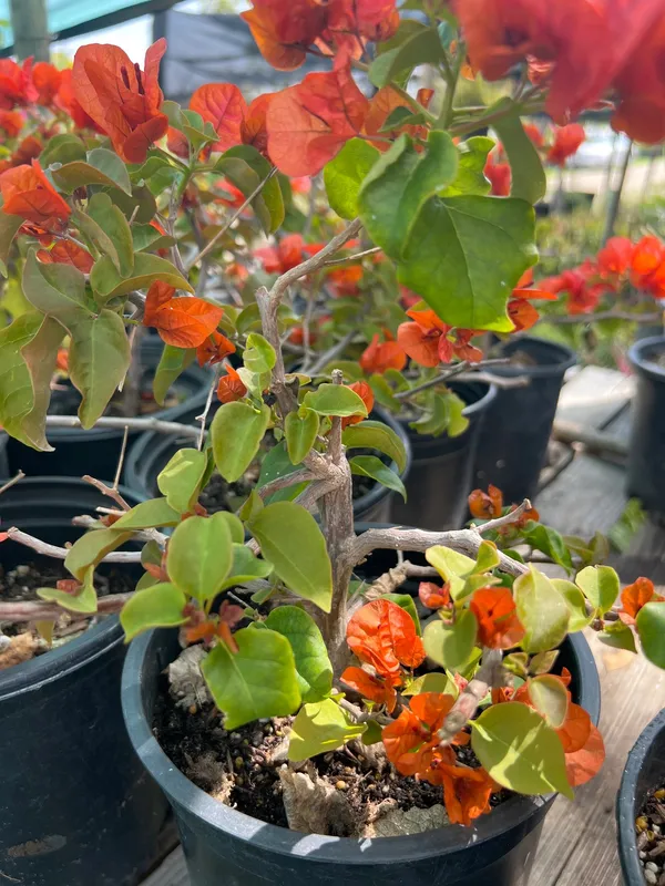 Bougainvillea_Fire_Opal_Flowering_Plant