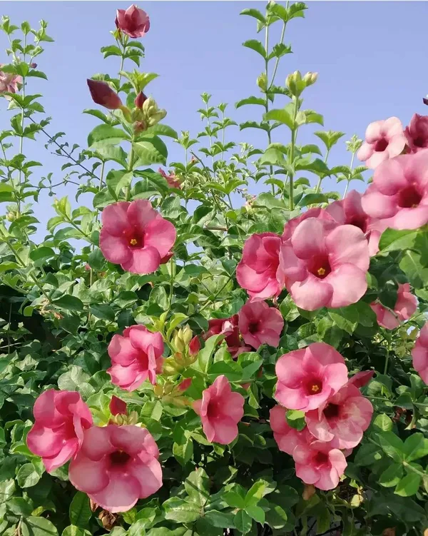 Allamanda_(Grafted)_Flower_Plant_For_Your_Home_Garden_(_Pack_Of_1_)
