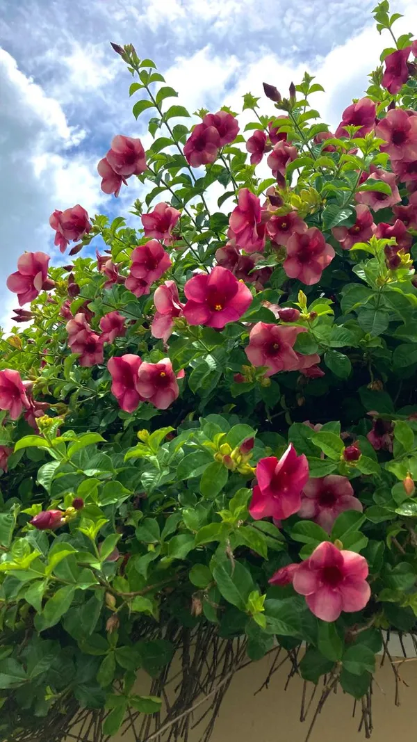 Allamanda_(Grafted)_Flower_Plant_For_Your_Home_Garden_(_Pack_Of_1_)